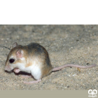 گونه جربیل بلوچی  Baluchistan Gerbil